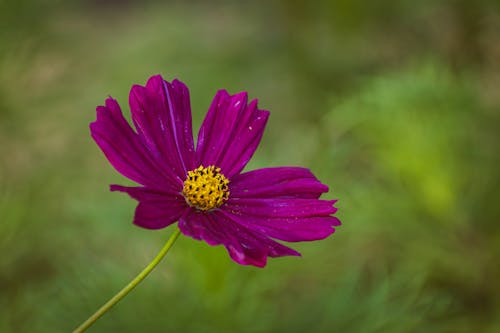 增長, 宇宙, 宇宙花 的 免費圖庫相片