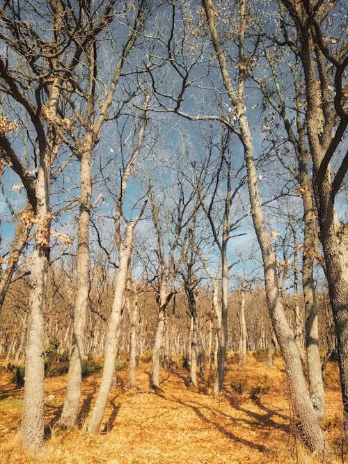 Trees with Bare Branches in Autumn Forest