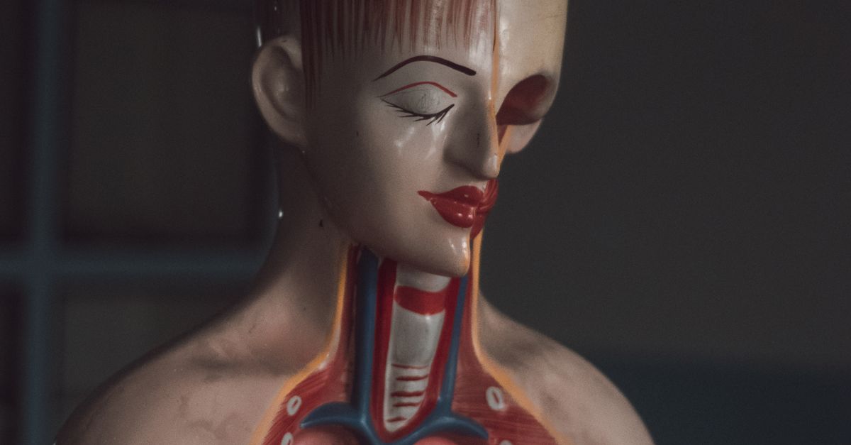 8 fósiles que ofrecen una perspectiva completa de la evolución humana 8 fósiles que ofrecen una perspectiva completa de la evolución humana