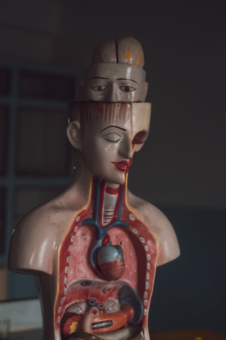 Medical Plastic Torso