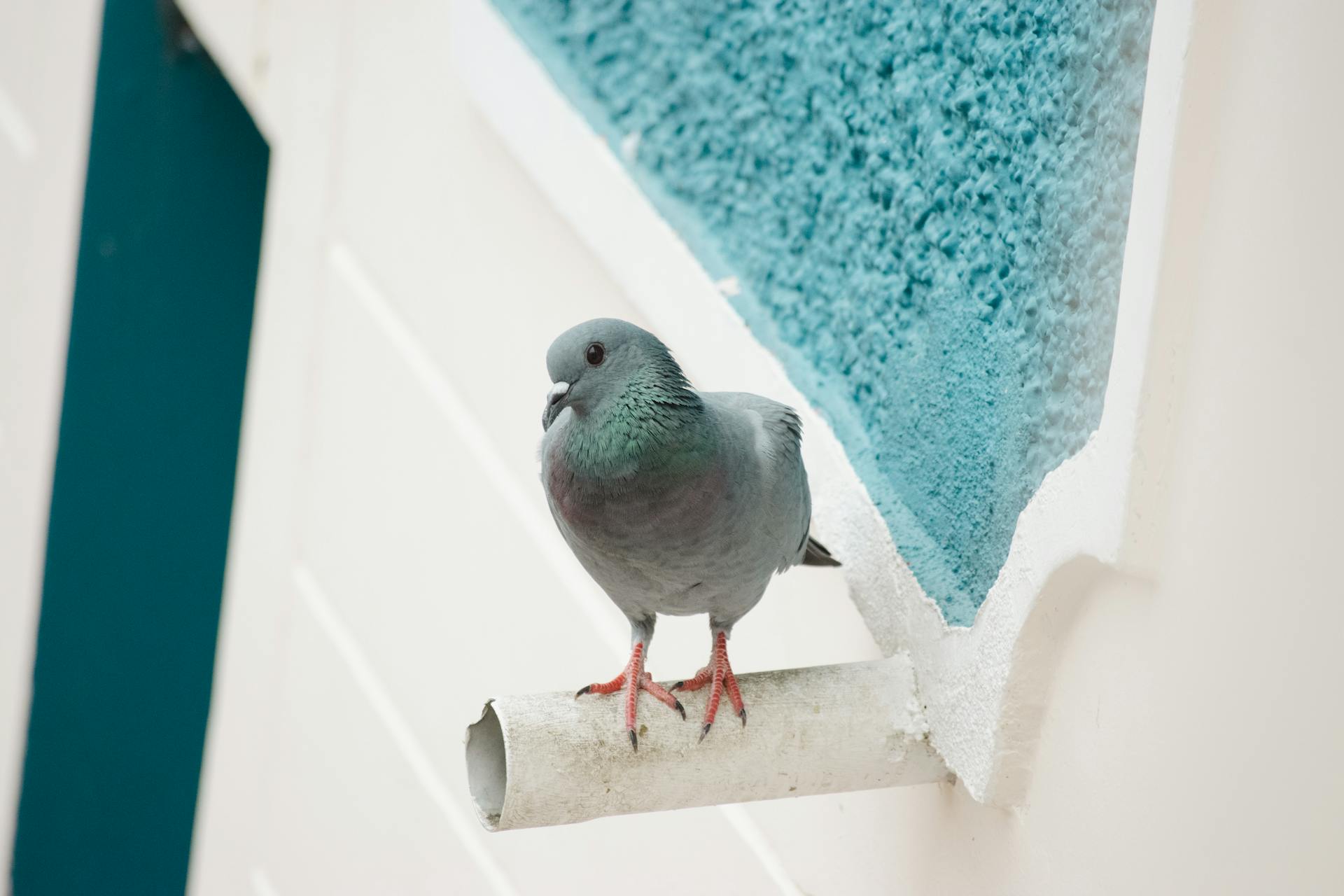 Pigeon Perching on Rain Gutter