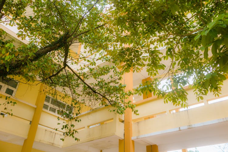 Tree On A University Yard