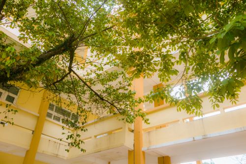Free Sunlit tree branches covering a yellow university building exterior. Stock Photo