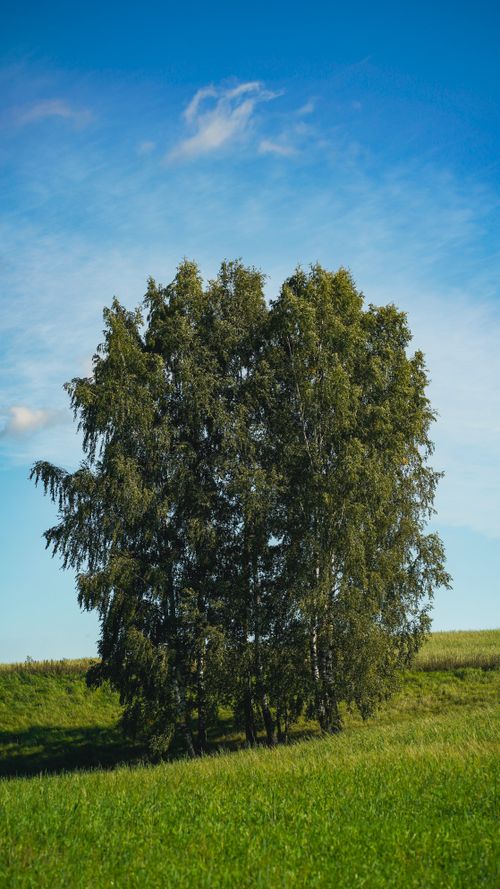 Free A tall birch tree stands alone in a green field under a clear blue sky, capturing the serenity of summer. Stock Photo