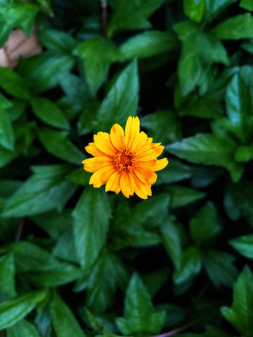 Free stock photo of beautiful background, blooming flower, dark green leaves