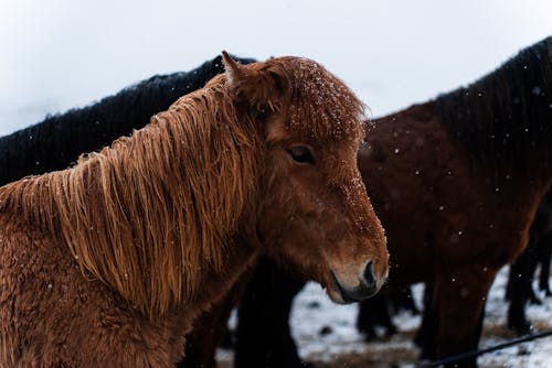 Ingyenes stockfotó állatfotók, csorda, hideg témában