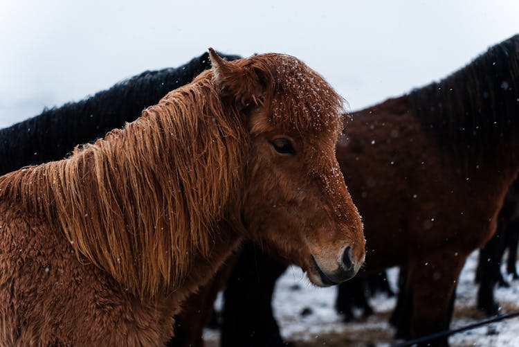 Horses In Winter