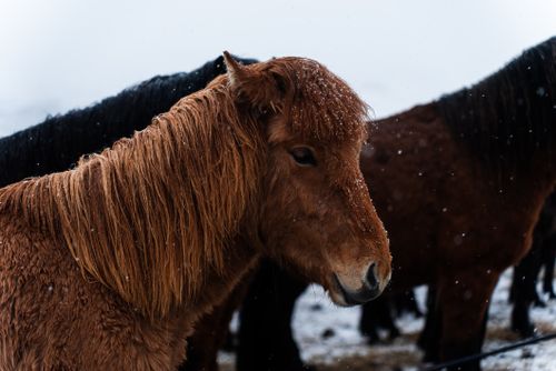 Free A close-up of horses dusted with snow, set in a wintry outdoor scene. Stock Photo