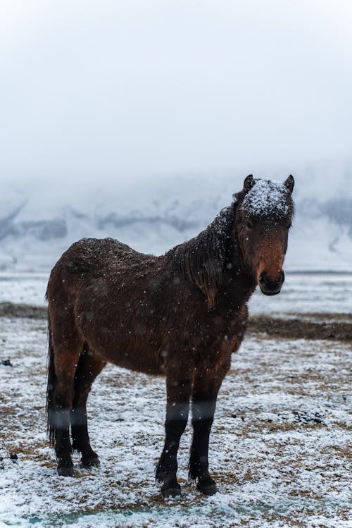 Gratis lagerfoto af dyrefotografering, forkølelse, hest