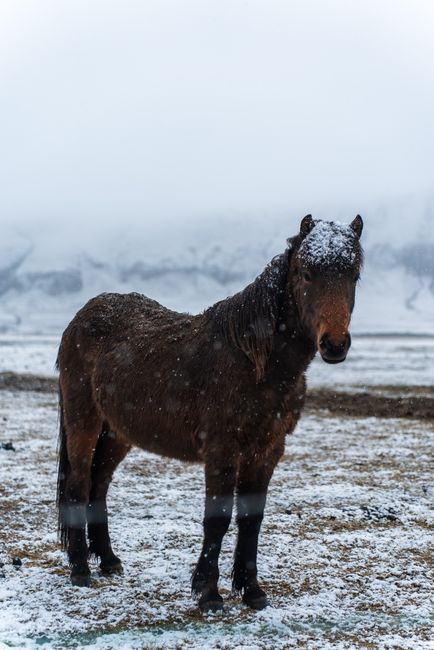 A lone horse stands gracefully in a serene snowy field under a wintry sky, showcasing nature's tranquility.