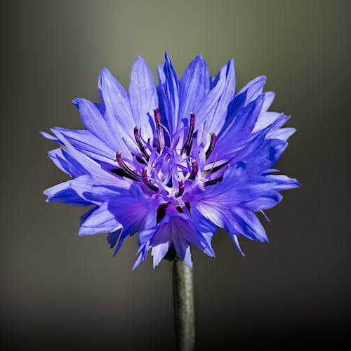 Close-up of a Cornflower 