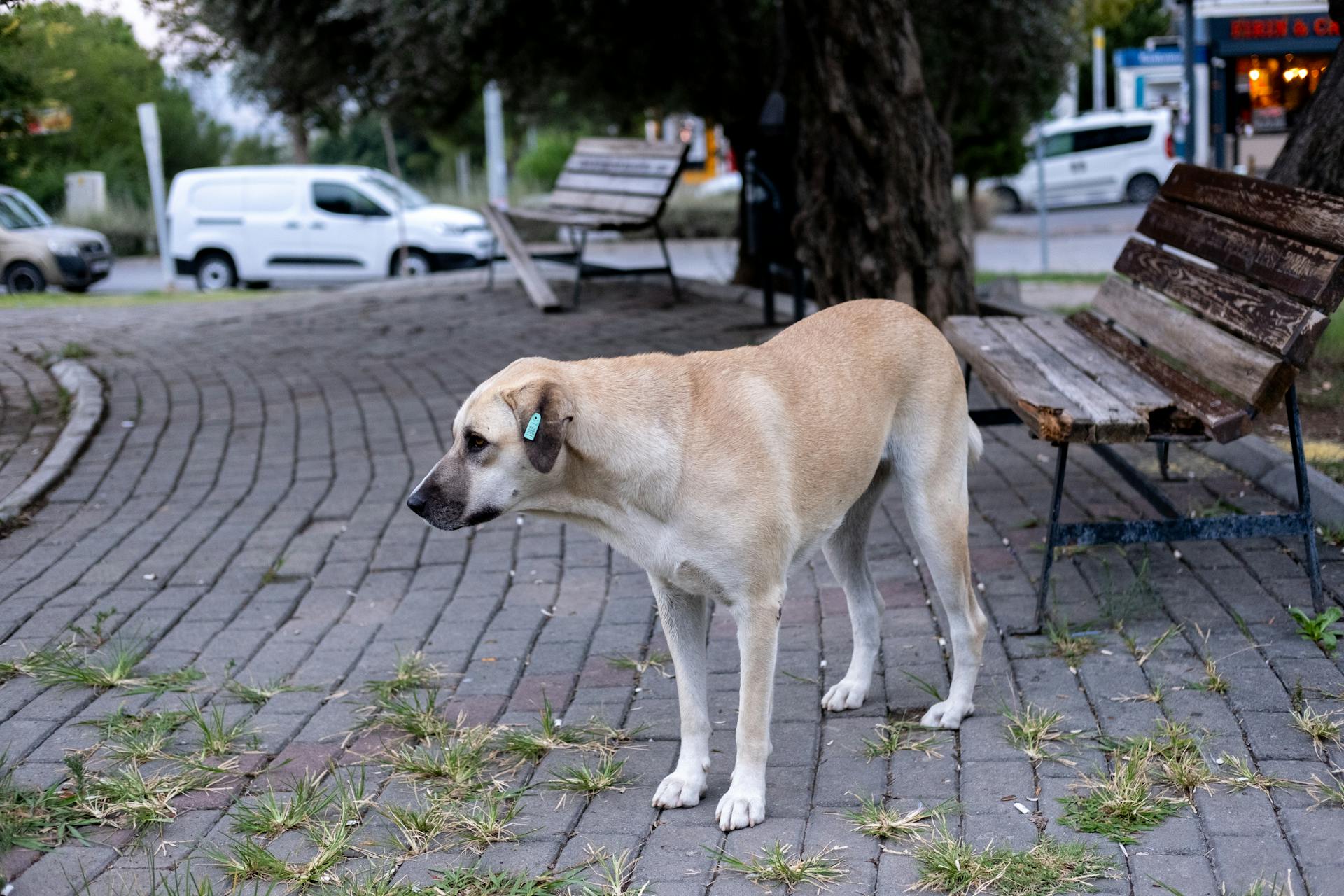 Dog with Label in Ear Standing by Bench