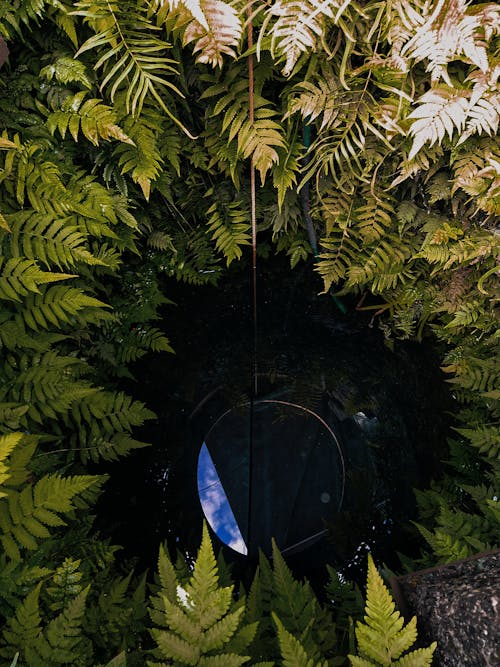 Fern Leaves Growing around a Hole 