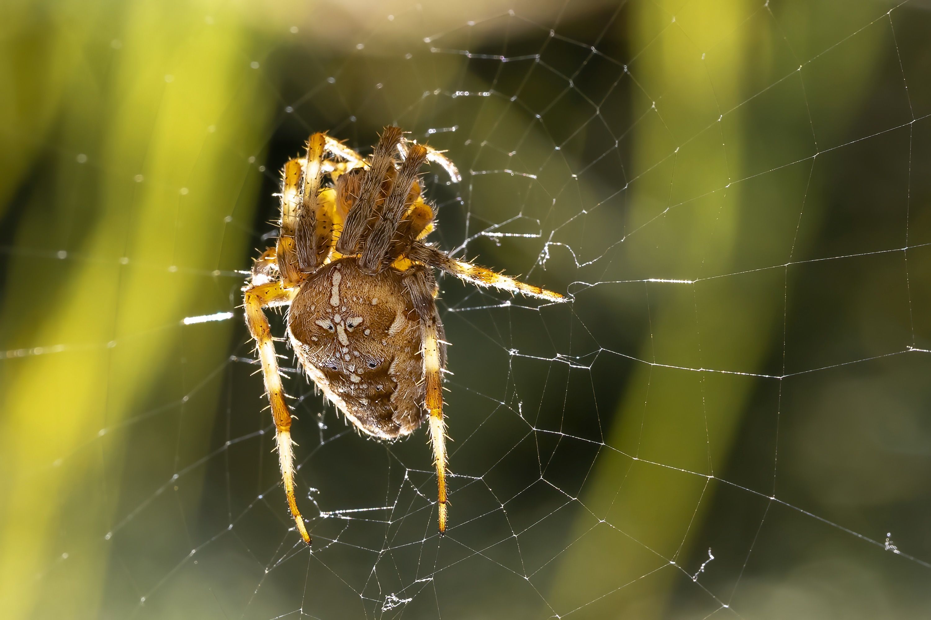 Brown Recluse Spider Control in Viola, DE