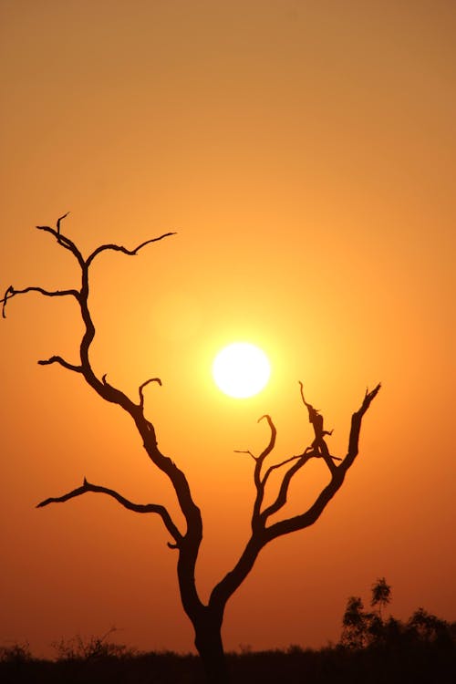 Fotos de stock gratuitas de árbol, Desierto, luz del sol