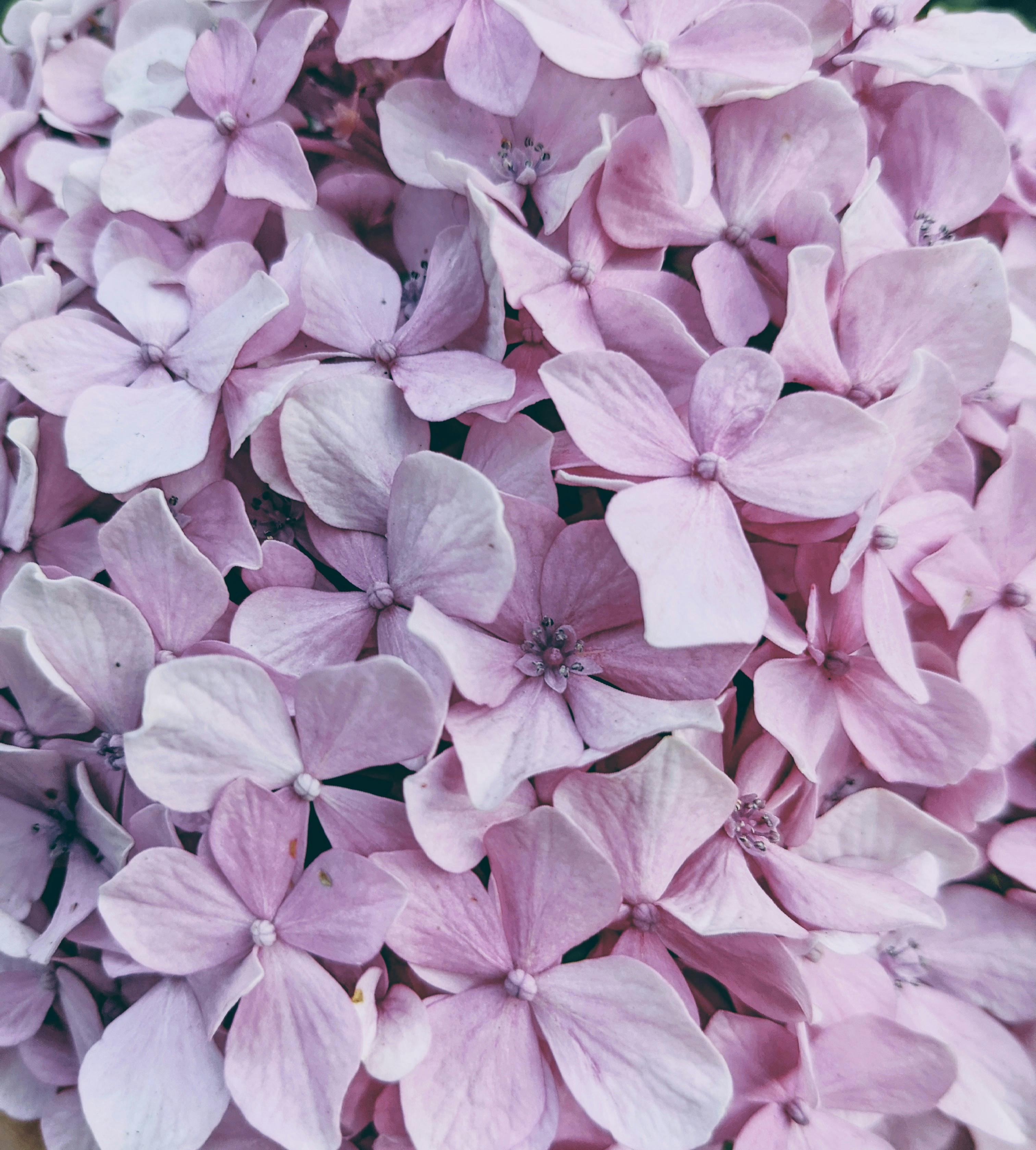 Photograph of Blooming Purple Lilac Flowers · Free Stock Photo