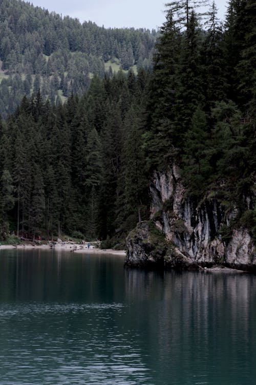 Fotos de stock gratuitas de bosque, conífero, paisaje