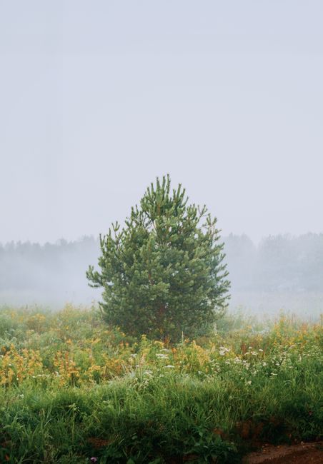 A lone tree amidst wildflowers on a foggy summer morning in the countryside.