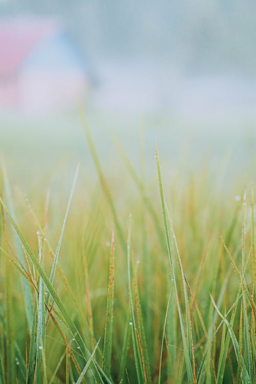 Grass in Dew