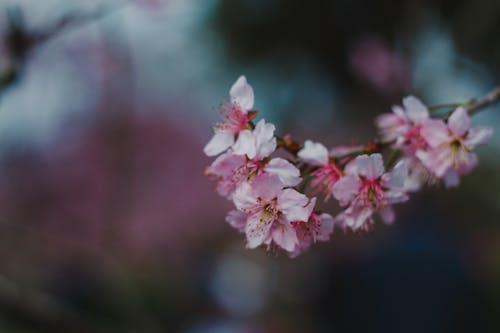 Photographie De Mise Au Point Sélective De Fleurs De Cerisier