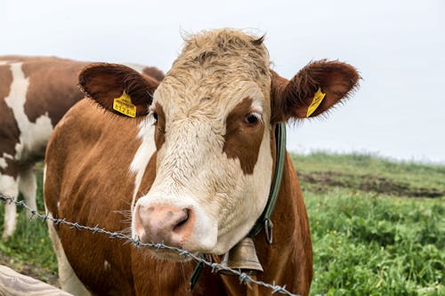 A Cow in a Field