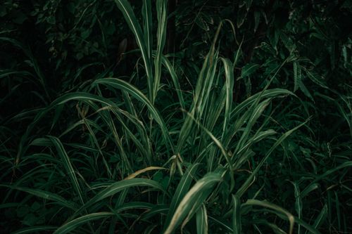 Free Vibrant green leaves and grass in a dense forest setting, showcasing natural growth. Stock Photo