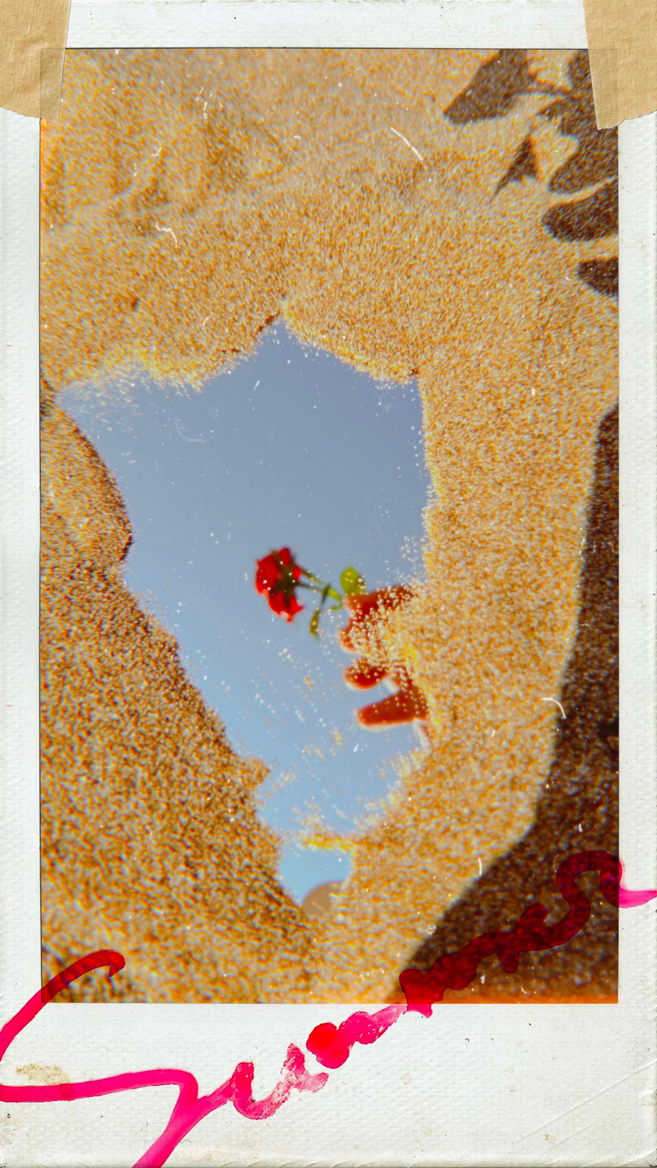 A rose reflected in a puddle amidst sandy textures, evoking a vintage summer feel.
