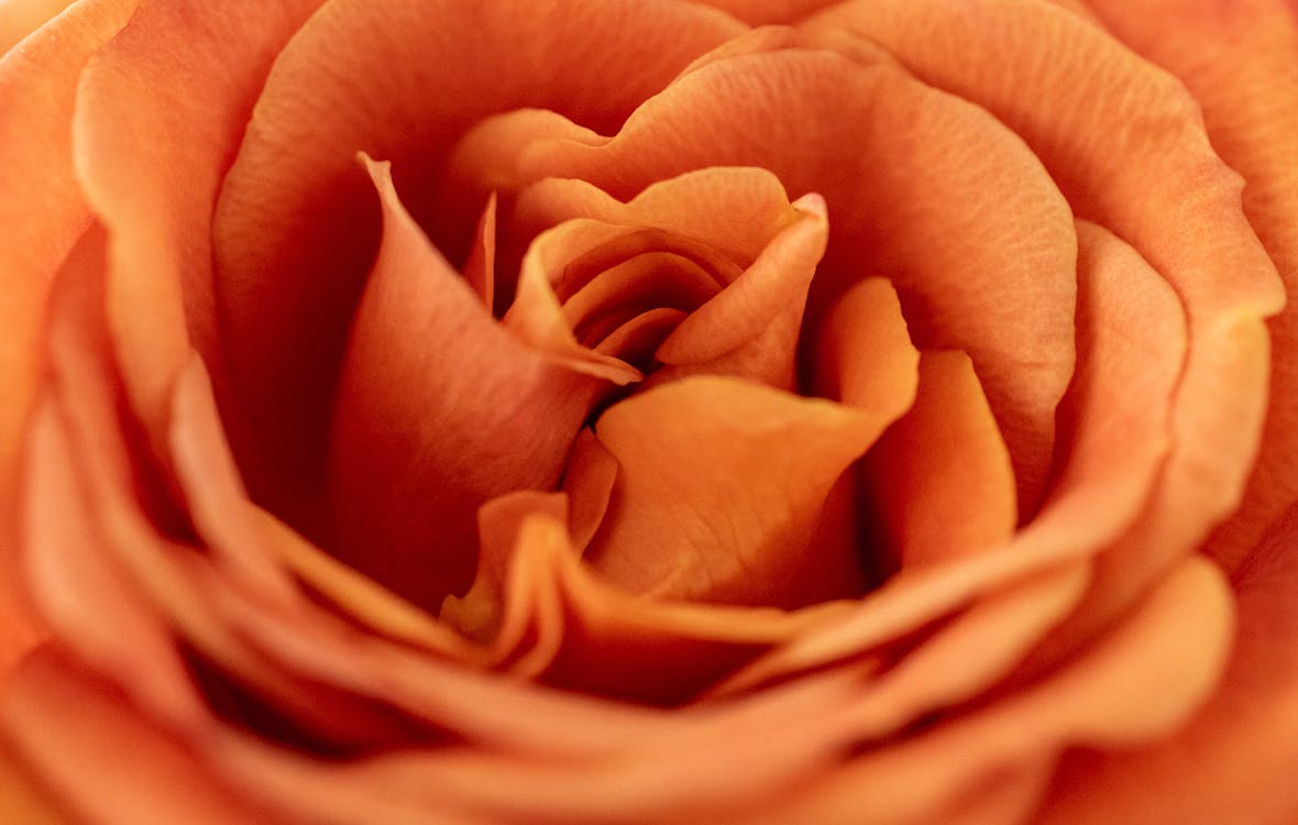 Бесплатное стоковое фото с апельсин, роза, цвет