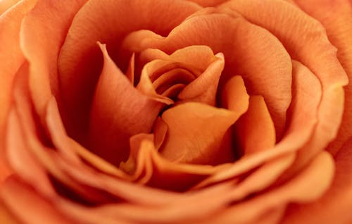 Free Orange Rose Stock Photo