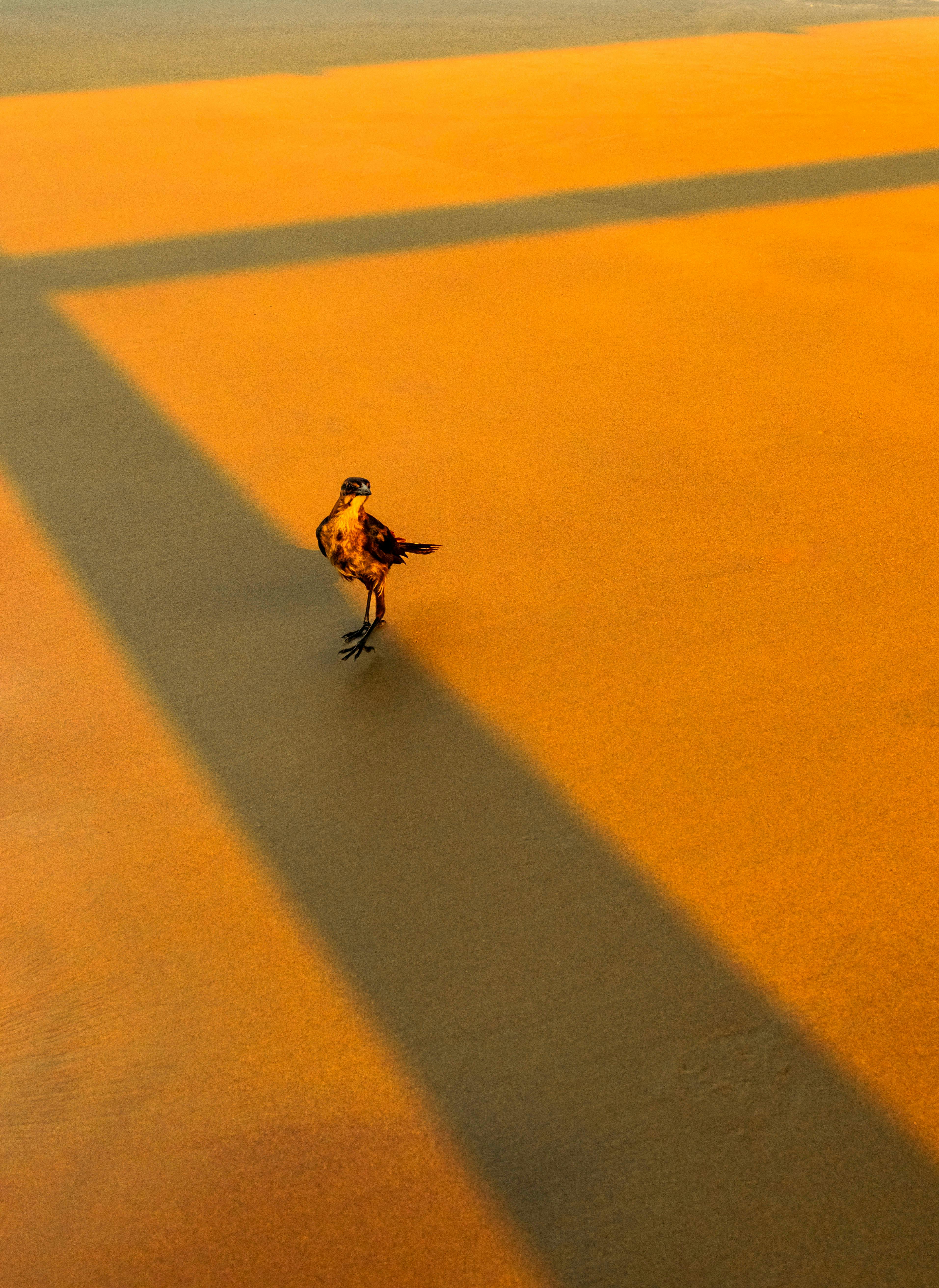 A bird casting a shadow on the golden-hued sand at Sunset Beach, NC during sunset.