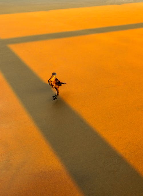 A Bird Standing on a Flat Surface in Golden Light