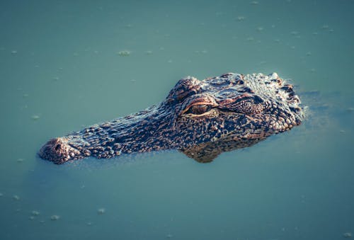 An Alligator in Water 