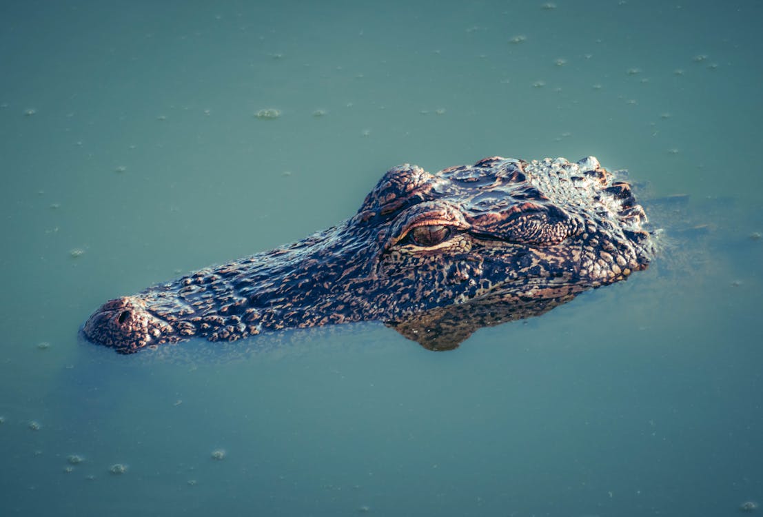 An Alligator in Water 