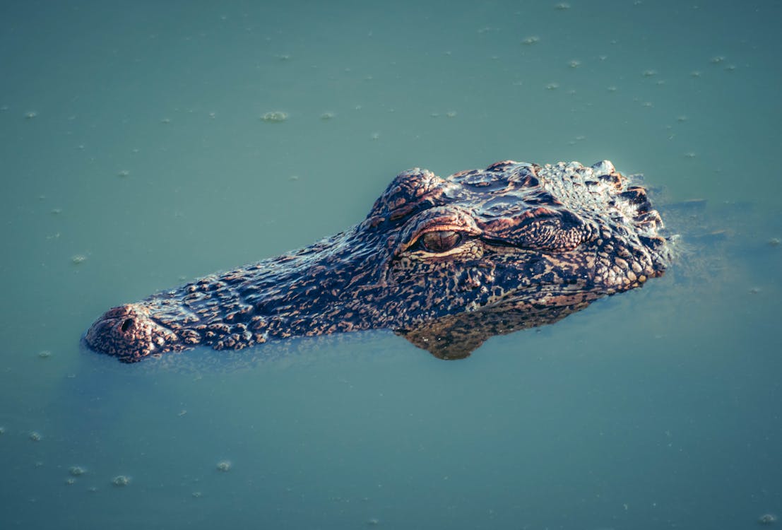 Fotos de stock gratuitas de agua, animal, caimán