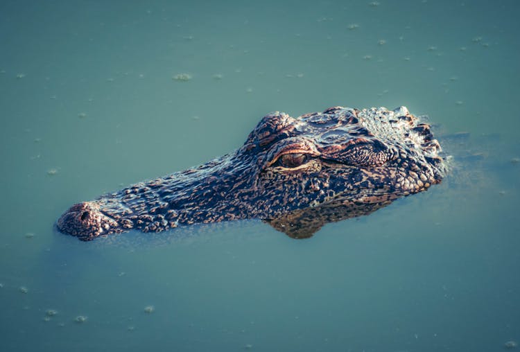 An Alligator In Water 