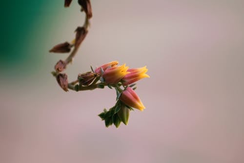 Gratis lagerfoto af blomster, delikat, echeveria