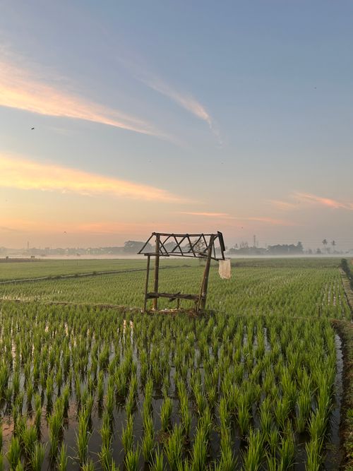 Free Lush rice field in Kecamatan Kedungkandang, Indonesia during a beautiful sunset. Stock Photo
