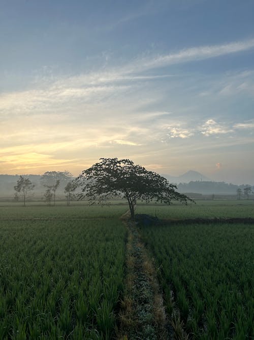Tree Growing in Field at Sunrise