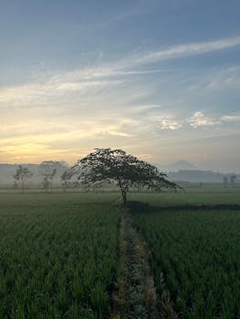 Stunning sunrise over a tranquil rice field in East Java, featuring a lone tree and misty mountains.