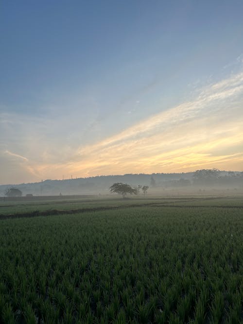 sunrise in ricefield