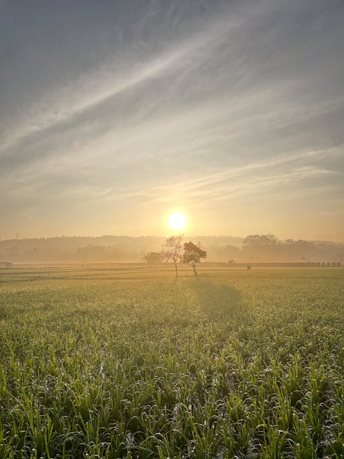 sunrise in ricefield