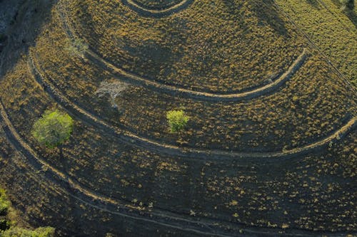 Darmowe zdjęcie z galerii z drzewa, fotografia lotnicza, krajobraz