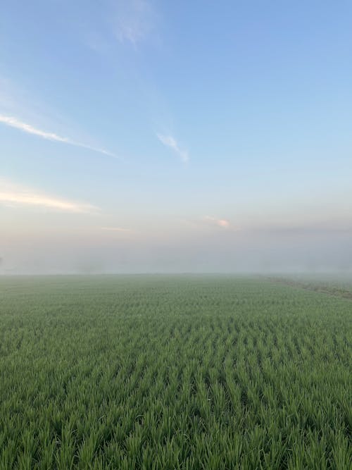 ricefield with fog