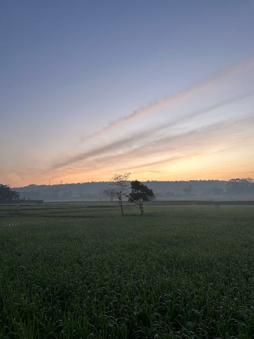 sunrise in ricefield