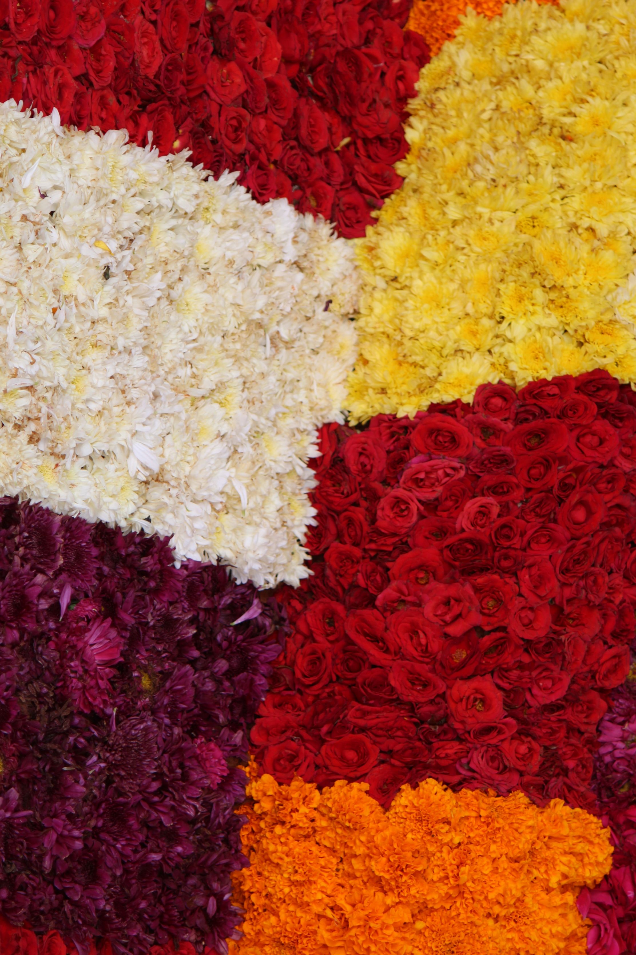 [ColoSach]-a-bright-and-colorful-arrangement-of-various-flowers-in-full-bloom.