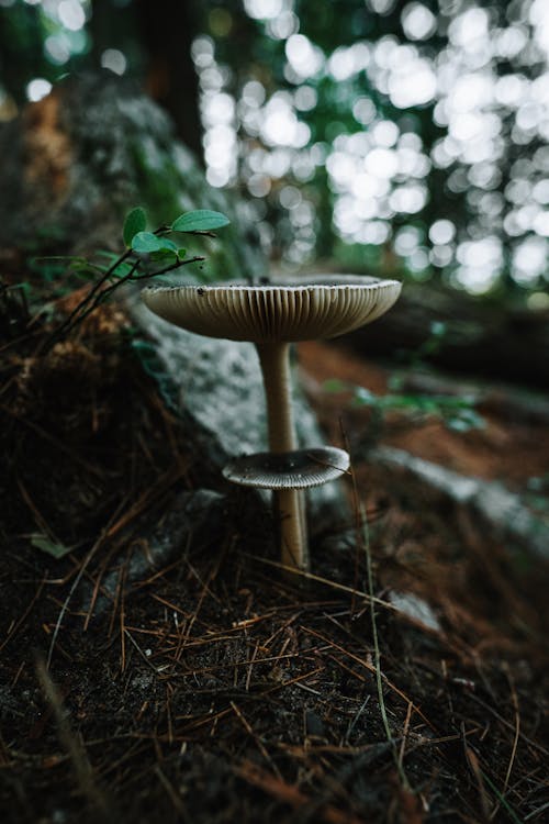 Close up of a Mushroom