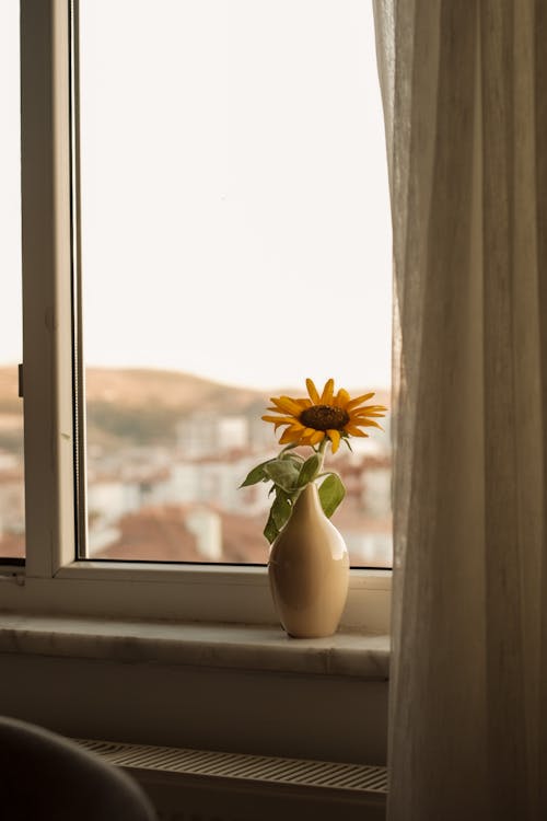 Sunflower in Pottery Vase on Windowsill