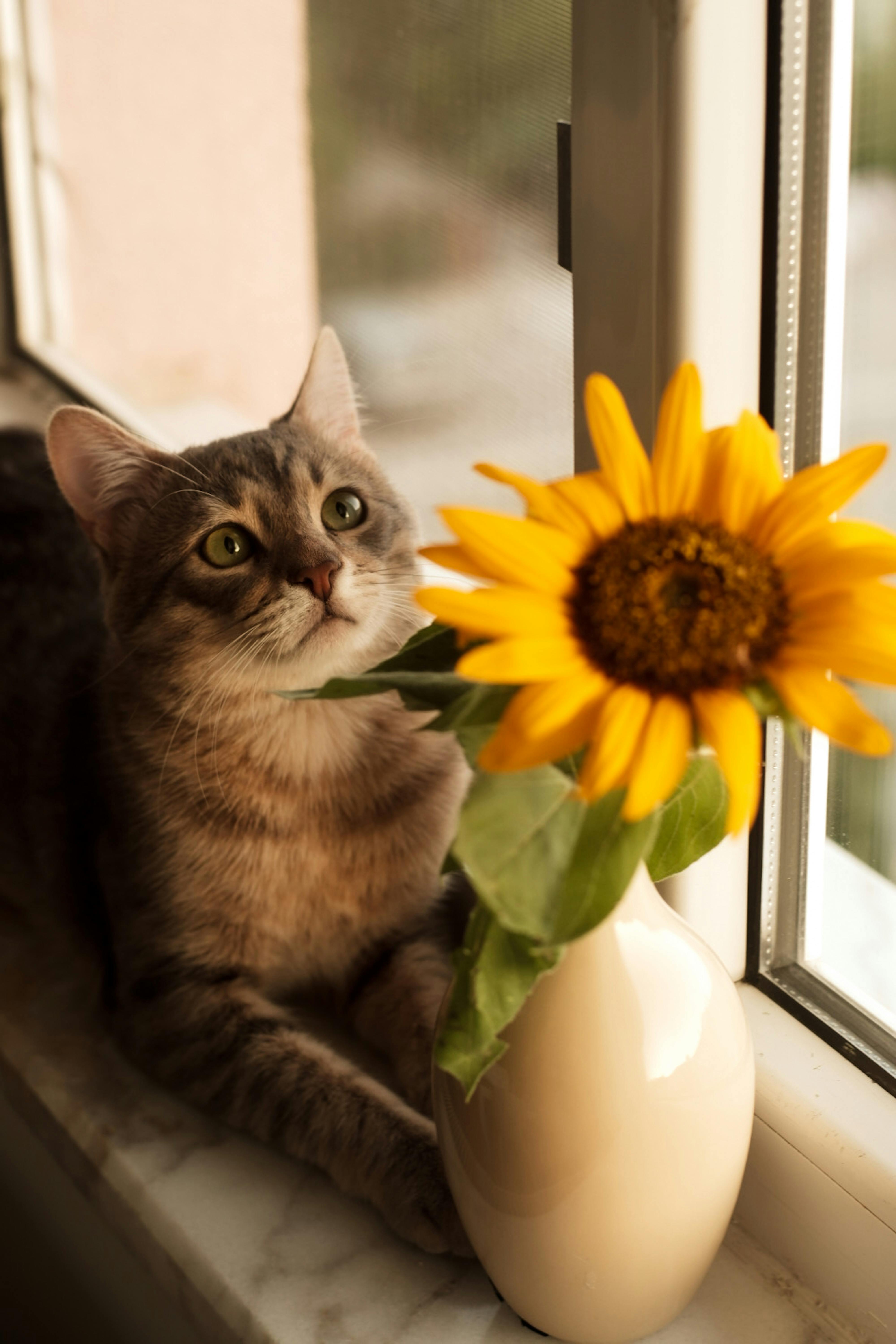 Cat And Sunflower Photos, Download The BEST Free Cat And Sunflower