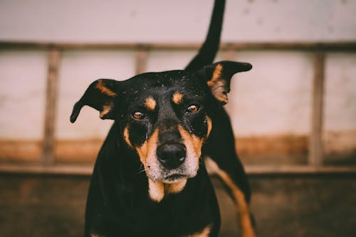 Foto De Primer Plano De Perro