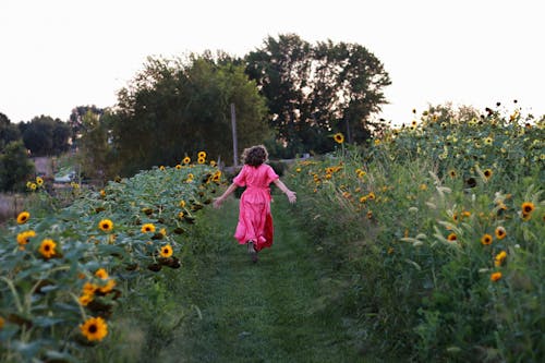 Woman in Pink Dress Running on Field of Sunflowers